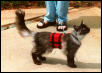 Ash in his Harness