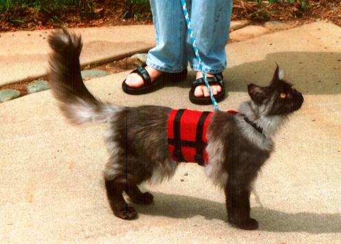 Ash in his Harness