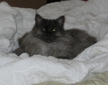 Ash on Mattress Pad
