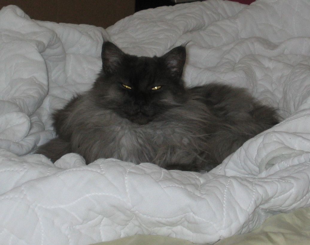 Ash on Mattress Pad
