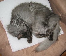 Ash on his Purrpad