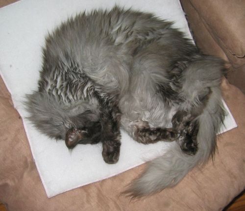 Ash on his Purrpad
