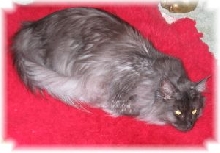 Ash on Red Rug