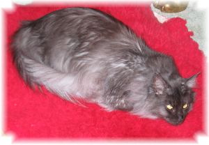 Ash on Red Rug