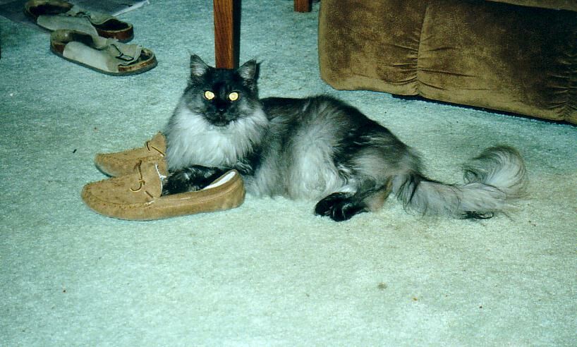 Ash on Shoes