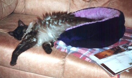 Ash, already outgrowing his bed