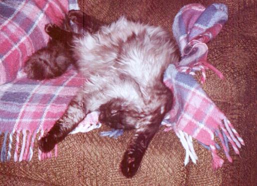 Ash Sleeping Very Wierd