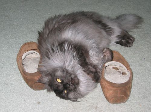 Ash on Daddys Slippers