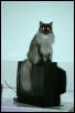 Ash on the TV