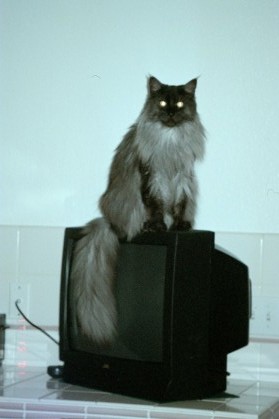 Ash on the TV