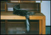 My Tail, My Table