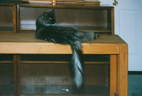 My Tail, My Table
