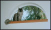 Ash Looking out the Upper Window