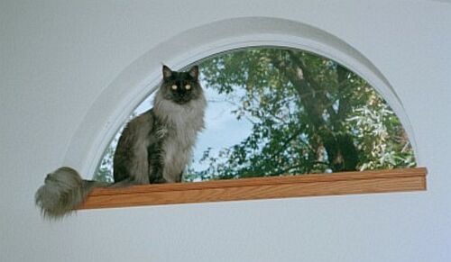 Ash Looking out the Upper Window