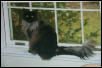 Ash in the Window