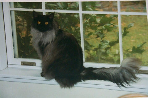 Ash in the Window