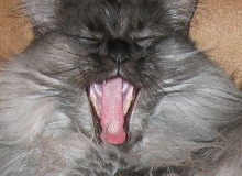 Ash Yawning