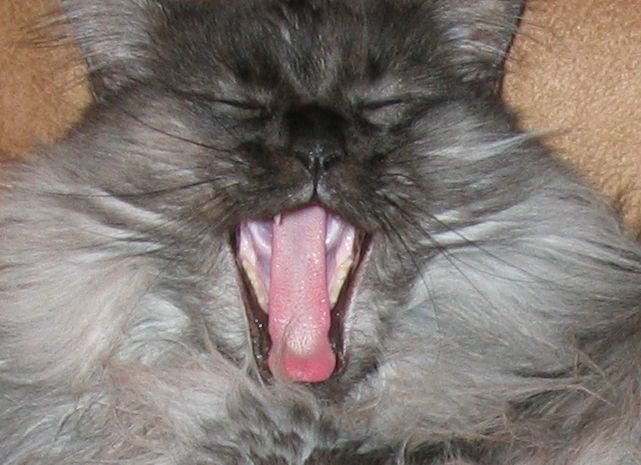 Ash Yawning