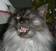 Look Ma No Cavities