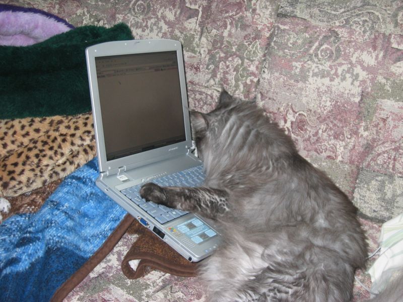 Ash Taking over the Pawboard