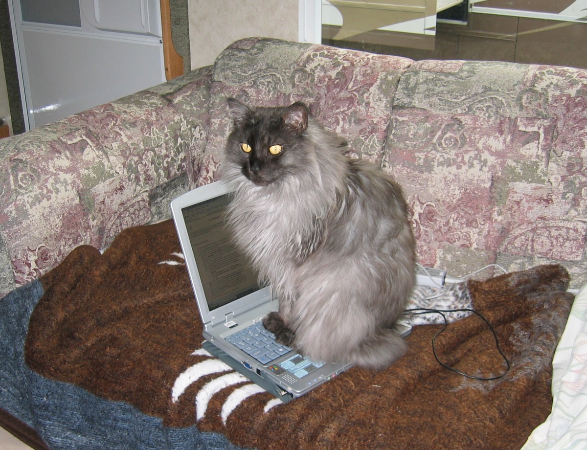 Ash On the Laptop