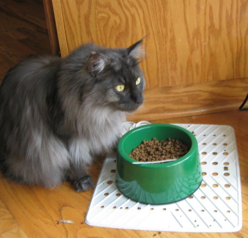 Ash and Food Bowl