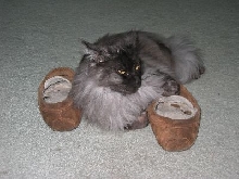 Ash on Slippers1