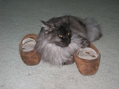 Ash on Slippers1