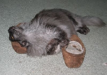 Ash on Slippers2