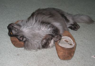 Ash on Slippers2