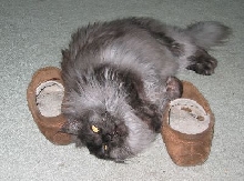 Ash on Slippers3