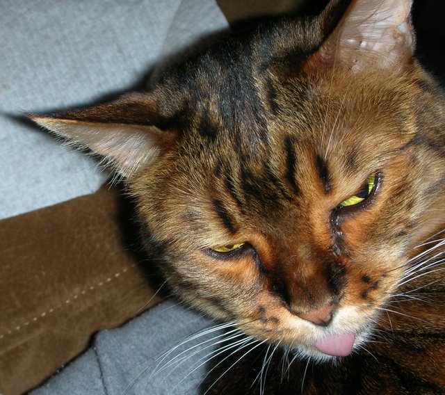 Zade Tongue