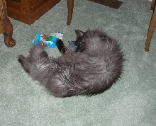 Nom Nom