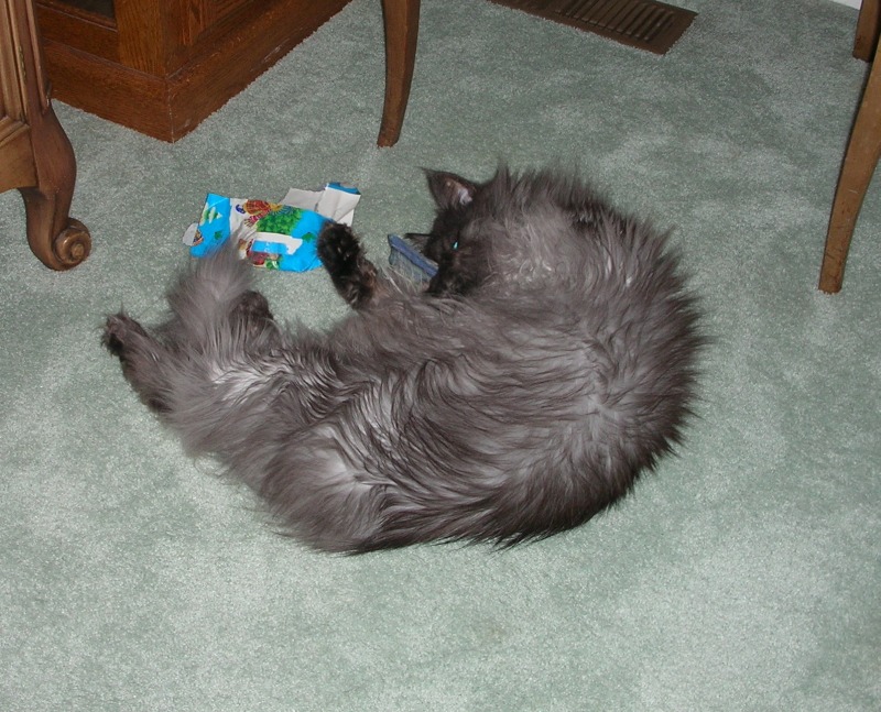 Nom Nom