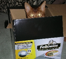 Peek - a - Boo!