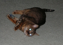 I only meow da troof - look into my eyes