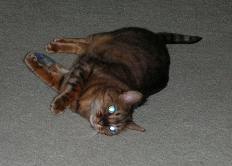 I only meow da troof - look into my eyes