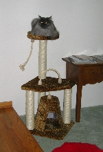 Ash Claims the New Cat Tree