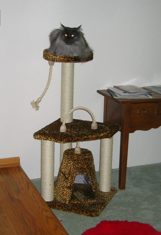 Ash Claims the New Cat Tree