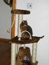 Cool -- I match the Cat Tree