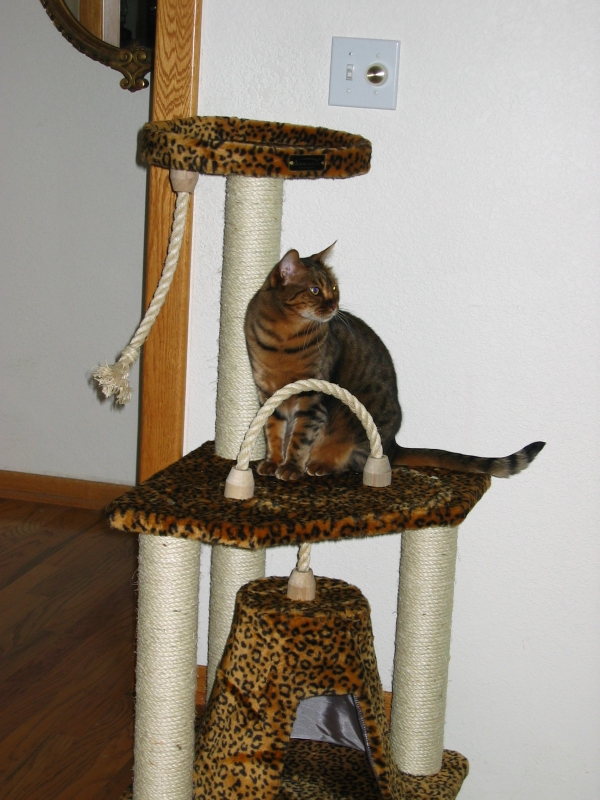 Cool -- I match the Cat Tree