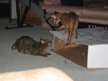 Zade and Antares Playing