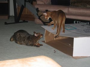 Zade and Antares Playing