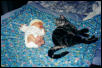 Kylie and Kona napping