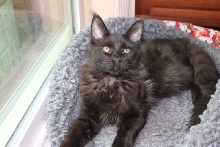 Lost Coast Maine Coon Kitten