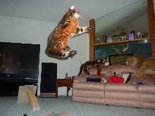 Zade High Jump
