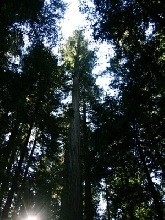 Founders Tree