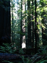 Redwoods2