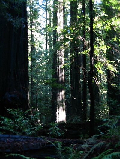 Redwoods2