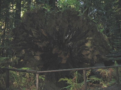 Redwoods1